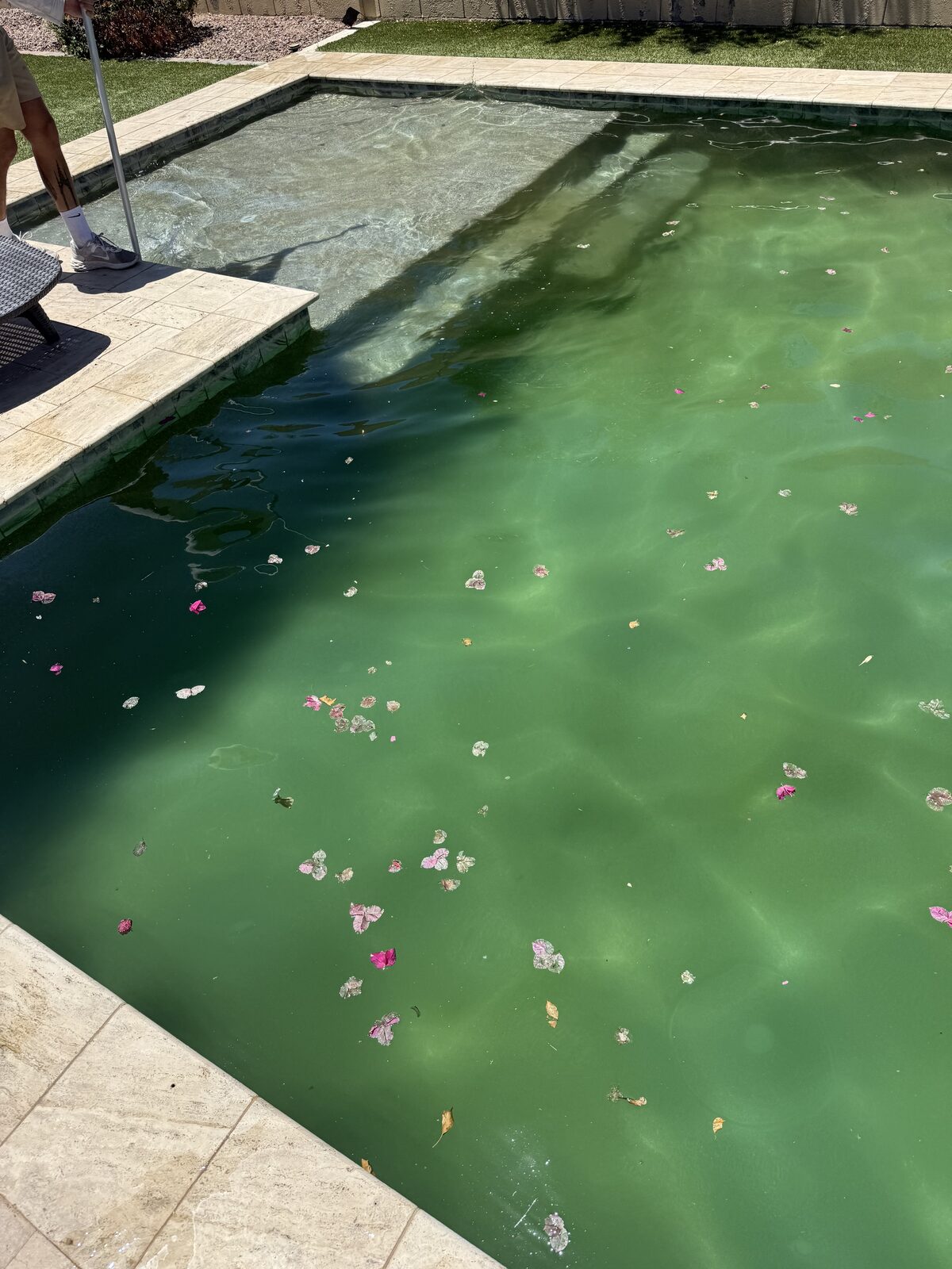 A backyard pool green with algae before Providence Pool Care service